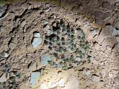 Eriogonum aretioides