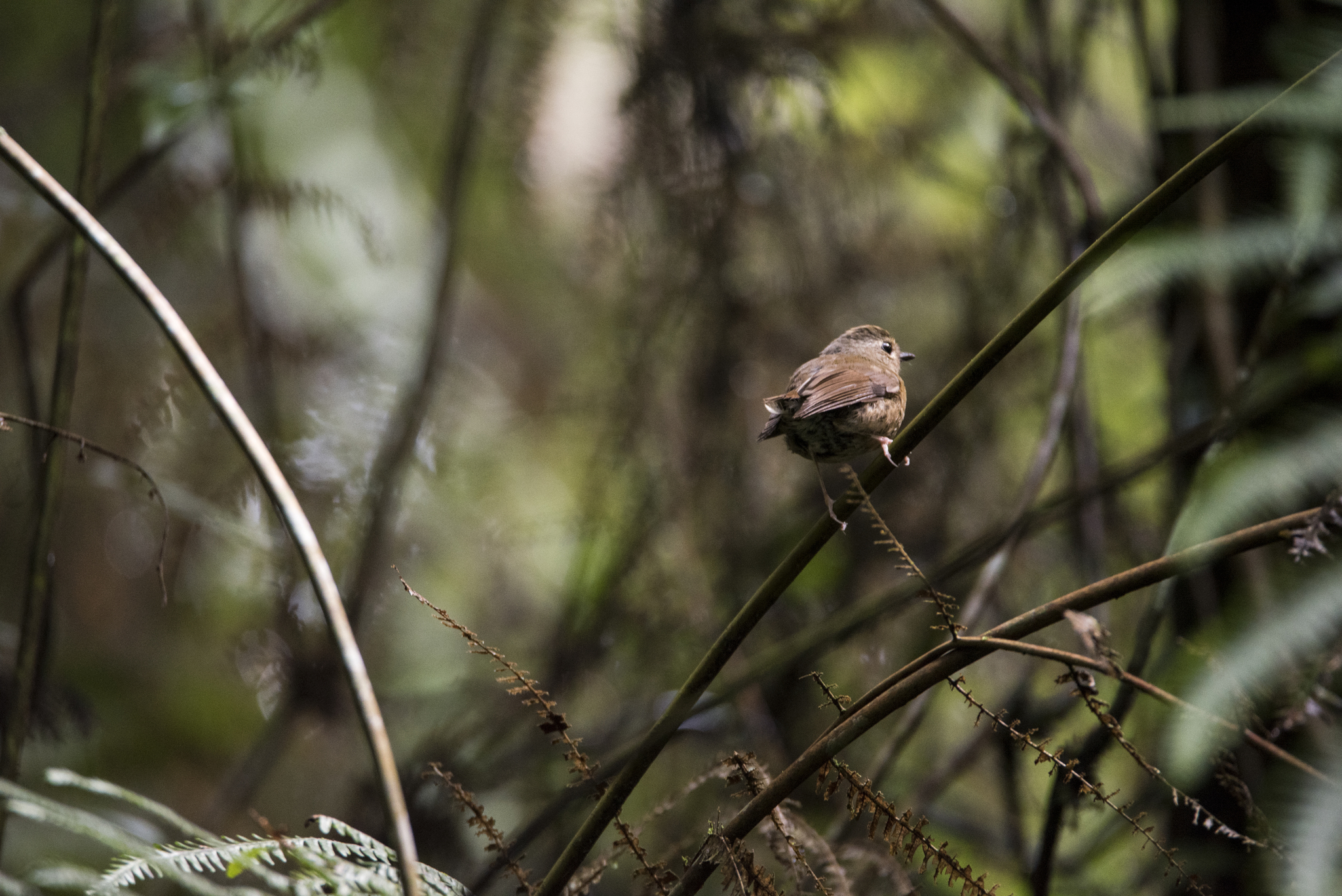 Snowy-browed Flycatcher