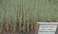 Triticum spelta