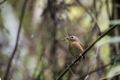 Ficedula hyperythra innexa