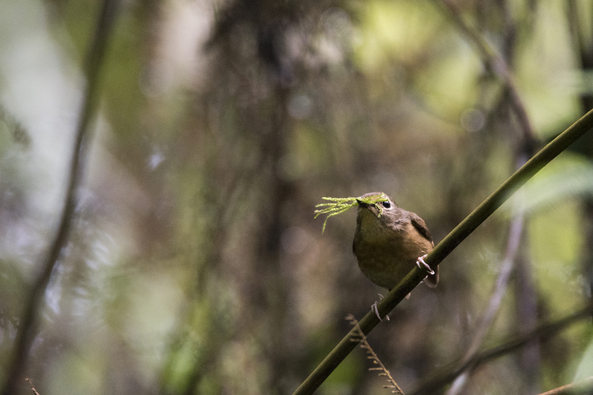 Snowy-browed Flycatcher