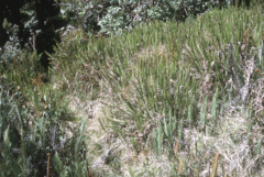 Plagiogyria egenolfioides