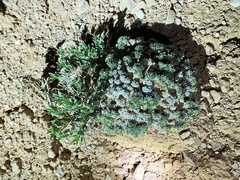 Eriogonum aretioides