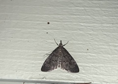 Hypena humuli