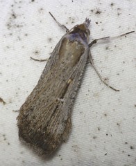 Tathorhynchus fallax