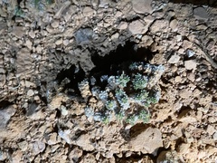 Eriogonum aretioides