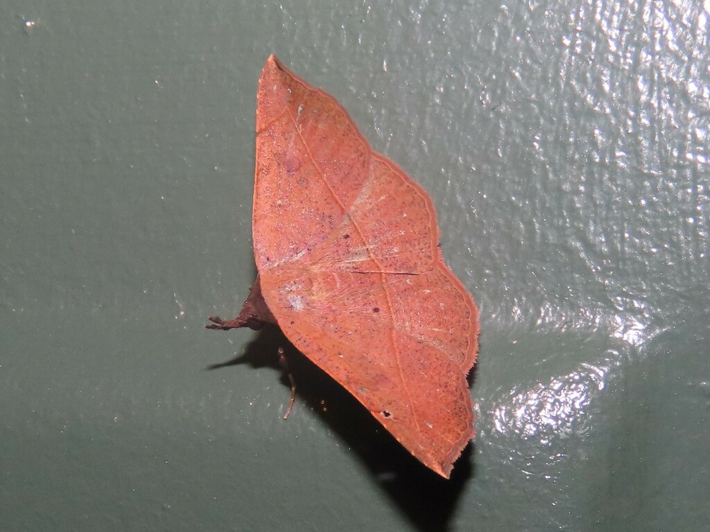 Variable Metallata Moth