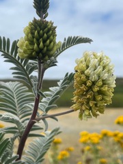 Astragalus pycnostachyus