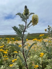 Astragalus pycnostachyus
