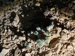 Eriogonum aretioides