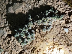Eriogonum aretioides
