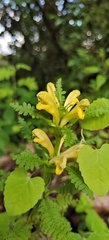 Pedicularis rex