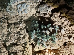 Eriogonum aretioides