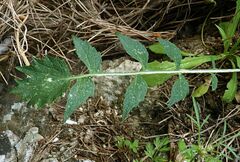 Petromarula pinnata