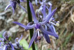 Petromarula pinnata