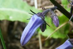 Petromarula pinnata