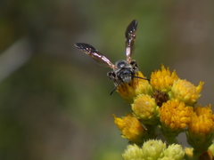 Dieunomia nevadensis