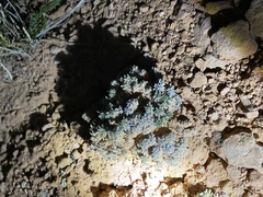Eriogonum aretioides
