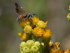 Dieunomia nevadensis