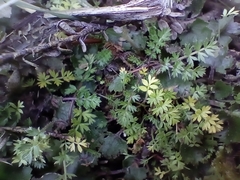 Chaerophyllum colensoi