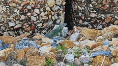 Ctenosaura pectinata