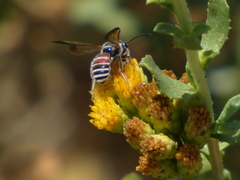 Dieunomia nevadensis