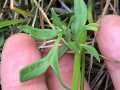 Polemonium occidentale