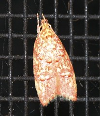 Lophopepla igniferella