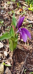 Roscoea