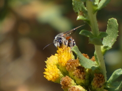 Dieunomia nevadensis