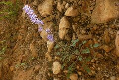 Petromarula pinnata