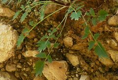 Petromarula pinnata