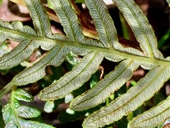 Pteridium esculentum esculentum
