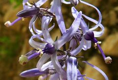 Petromarula pinnata