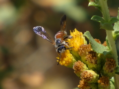 Dieunomia nevadensis