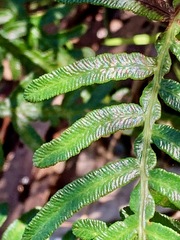 Pteridium esculentum esculentum