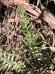 Pteridium esculentum esculentum