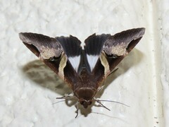 Melipotis fasciolaris