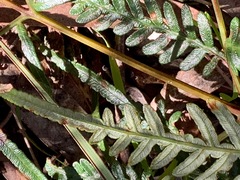 Pteridium esculentum esculentum