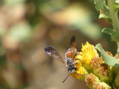 Dieunomia nevadensis