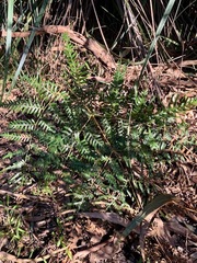 Pteridium esculentum esculentum