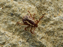 Dermacentor similis
