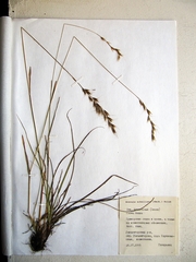 Helictochloa hookeri