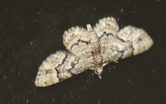 Gymnoscelis lophopus