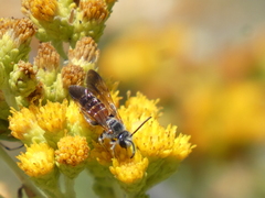 Dieunomia nevadensis