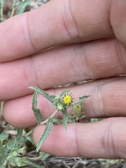 Xanthisma grindelioides