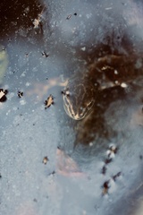 Lissotriton vulgaris