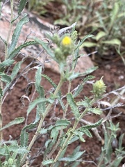 Xanthisma grindelioides