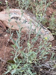 Xanthisma grindelioides