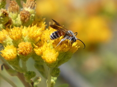 Dieunomia nevadensis